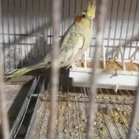 عروس هلندهای بالغ