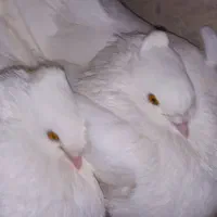 کبوتر کاکولی سفید|پرنده|خمینی‌شهر, |دیوار