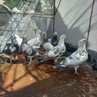 کبوتر|پرنده|دهدشت, |دیوار