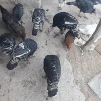 مقداری خروس وبوقلمو مال ا مسال