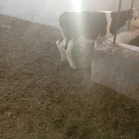 گوساله نر سیمیتال|حیوانات مزرعه|ماهنشان, |دیوار