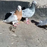 کبوتر|پرنده|نیشابور, مبارکه|دیوار