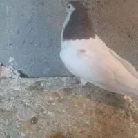 کفتر خال سرخ سبز|پرنده|مشهد, انقلاب|دیوار