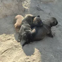 واگذاری سگ سرابی|سگ|هشتگرد, هشتگرد قدیم|دیوار