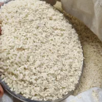 برنج هاشمی تازه درجه ۱محصول از خود کشاورز|خوردنی و آشامیدنی|رشت, استادسرا|دیوار