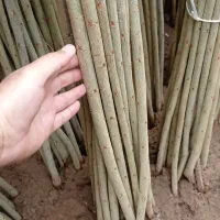 صنوبر نیگرا ۳/۵ متر ۱۵۰۰۰ تومن