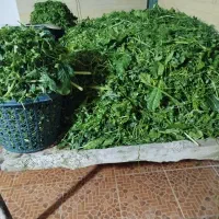 سفارش سبزی پذیرفته می‌شود بمناسبت ترین قیمت