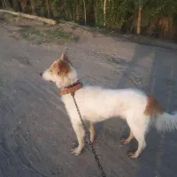 مژدگانی به یابنده سگ