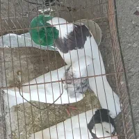 کبوتر برای فرپش