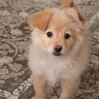 سگ پامر