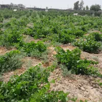 زمین کشاورزی در ۲۰۷۰ متر در علی آباد محیط|فروش دفتر صنعتی، کشاورزی، تجاری|جوادآباد, |دیوار