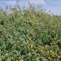 فروش یونجه انباری،جو وبذریونجه