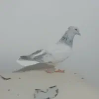 شامی دم سفید|پرنده|مشهد, هفده شهریور|دیوار