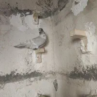 کبوتر( طاووسی ماده )