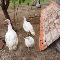 بوقلمون گوشتی زنده از همجاارزانتر