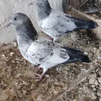 کبوتر کله سبز پرشی