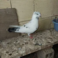 طوقی|پرنده|اردبیل, |دیوار
