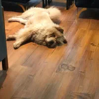 سگ چاوچاو اصیل