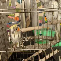 عروس هلندی جفت