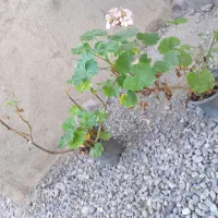 گل قاشقی و شمعدونی|گل و گیاه طبیعی|فاضل آباد, |دیوار