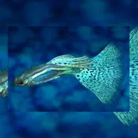 ماهی زینتی آکواریوم|ماهی|اهواز, کوی سعدی|دیوار