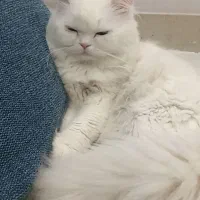 واگذاری گربه چشم دورنگ|گربه|قم, پردیسان|دیوار