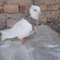 طوقی نر|پرنده|آباده, |دیوار