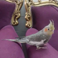 عروس اهویی و طوسی|پرنده|حمیدیا, |دیوار