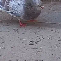 کبوتر مایدوم گمشده