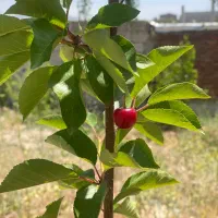 معاوضه باغ ۸۵۰ متری با سالن صنعتی