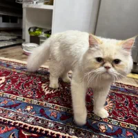 گربه با همه ی وسایل ها