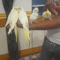 طوطی عروس هلندی|پرنده|سوسنگرد, |دیوار