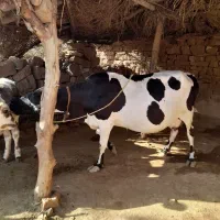 گاو و گوساله معاوضه با میش|حیوانات مزرعه|اندیکا, |دیوار