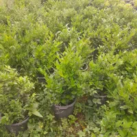 گل یاس|گل و گیاه طبیعی|رحیم‌آباد, |دیوار
