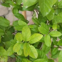 منزل-حیاط-دار-باصفا