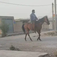 اسب|اسب و تجهیزات اسب‌سواری|شوش, |دیوار