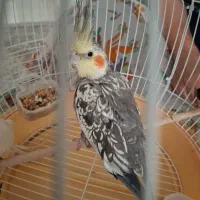 عروس هلندی جفت