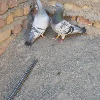 جفت کبوتر دلبر