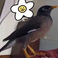 مینا دستی و رام وسنخنگو