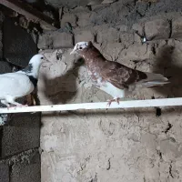 کبوتر|پرنده|مشهد, چهاربرج|دیوار