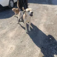 حیوانات|سگ|رباط‌کریم, شهرک صنعتی زواره‌ای|دیوار