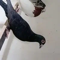 کبوتر رنگی دمبی طوقی عروس هلندی مرغ عشق فنچ قناری|پرنده|دهدشت, |دیوار