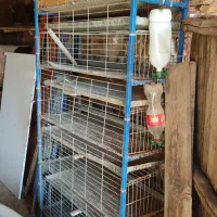 قفس پرندگان