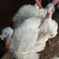 بوقلمون گوشتی