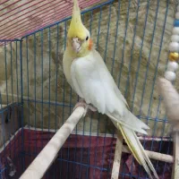 عروس هلندی لوتینو نر