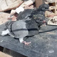 کفتر|پرنده|بم, |دیوار