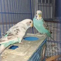 مرغ عشق|پرنده|مرودشت, تخت جمشید|دیوار