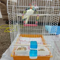 عروس هلندی|پرنده|بندر ماهشهر, |دیوار