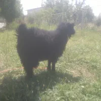 گوسفندوبز نر قربانی اربعین چاق