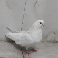 سفید چشم سیاه قطعه بزرگ